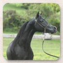 Search for arabian coasters Horse
