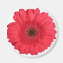 Search for gerber daisies magnets Flower