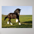 Search for prance posters Horse