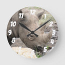 Search for rhino clocks Zoo