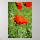 Recherche de beauté unique posters Conception