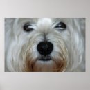 Search for westie art Animals