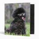 Search for spitz office supplies Panting