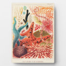 Search for echinoderms Illustration