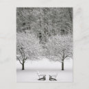 Recherche de conifère cartes postales Forêt