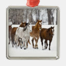 Search for scenic ornaments North america