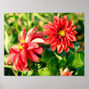 Recherche de dahlia posters Flowers