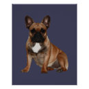Search for bullie posters French bulldog