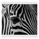 Search for zebra head posters Black and white