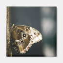 Recherche de tropical papillon magnets Ailes
