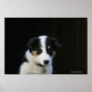Search for old dog photos posters Puppy