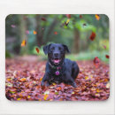 Recherche de labrador retriever noir tapis souris Animal