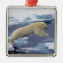 Search for arctic ornaments Polar