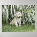 Search for back yard posters Horizontal
