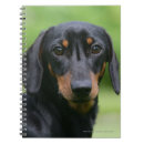 Recherche de bronzage carnets Zwergteckel