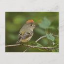 Recherche de habitat cartes postales Mâle