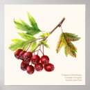 Search for fine art posters Botanical