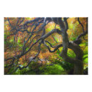 Search for maple posters Sunlight