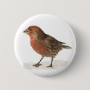Search for finch buttons Bird