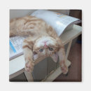 Recherche de personne de chat magnets Félin
