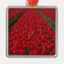 Recherche de tulipe ornements Ferme