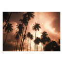 Search for ambergris posters Palm