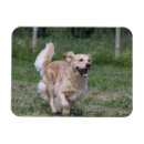 Recherche de courant magnets Photographe canin