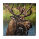 Search for moose tiles Bull