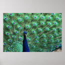 Recherche de paon posters Beauté