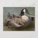 Search for bath postcards Nature