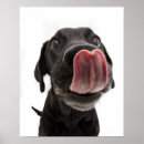 Search for dog nose art Pet