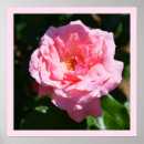 Search for pretty pink roses posters Floral