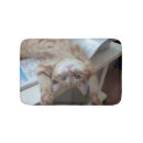 Recherche de chat de gingembre photographie Chaton