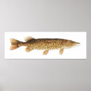 Recherche de brochet posters Poisson