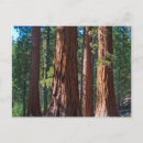 Search for tree trunks postcards Forest