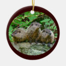 Search for woodchuck ornaments Rodent