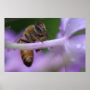 Search for honeybees posters Wildlife