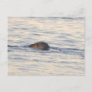 Recherche de phoques cartes postales Vie marine