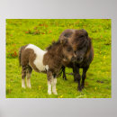 Recherche de poney shetland posters Ferme