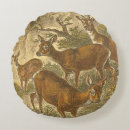 Recherche de poisson coussins Chasse