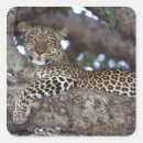 Search for masai stickers Animal