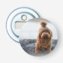 Search for havanese dog Animal
