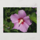 Recherche de timbre poste photographie Floral