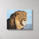 Search for lion pride posters Cat