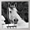 Search for white horses posters Black and white photography