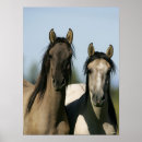 Search for mustang horses posters Bob langrish