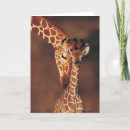 Search for camelopardalis Giraffe