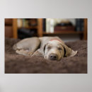 Search for weimaraner posters Domestic animals