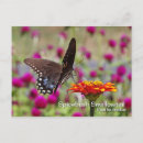 Search for lepidoptera postcards Butterfly