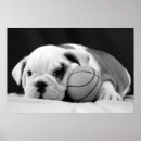 Recherche de bouledogue anglais posters Amoureux des chiens